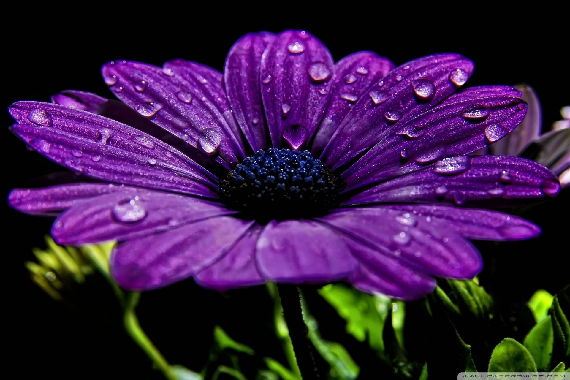 Flower Hd Violet Flower Background