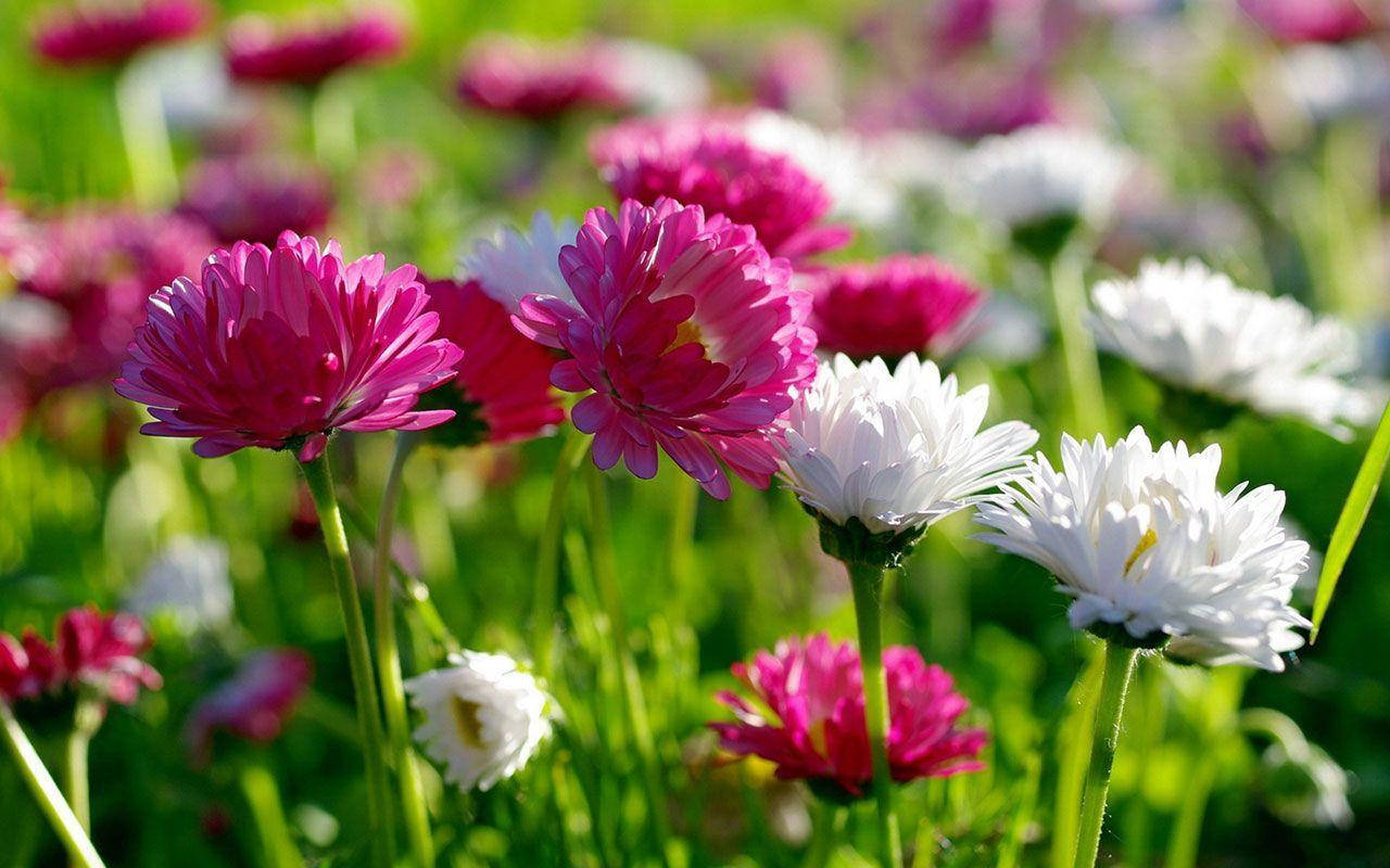 Flower Hd White And Pink Daisies Background