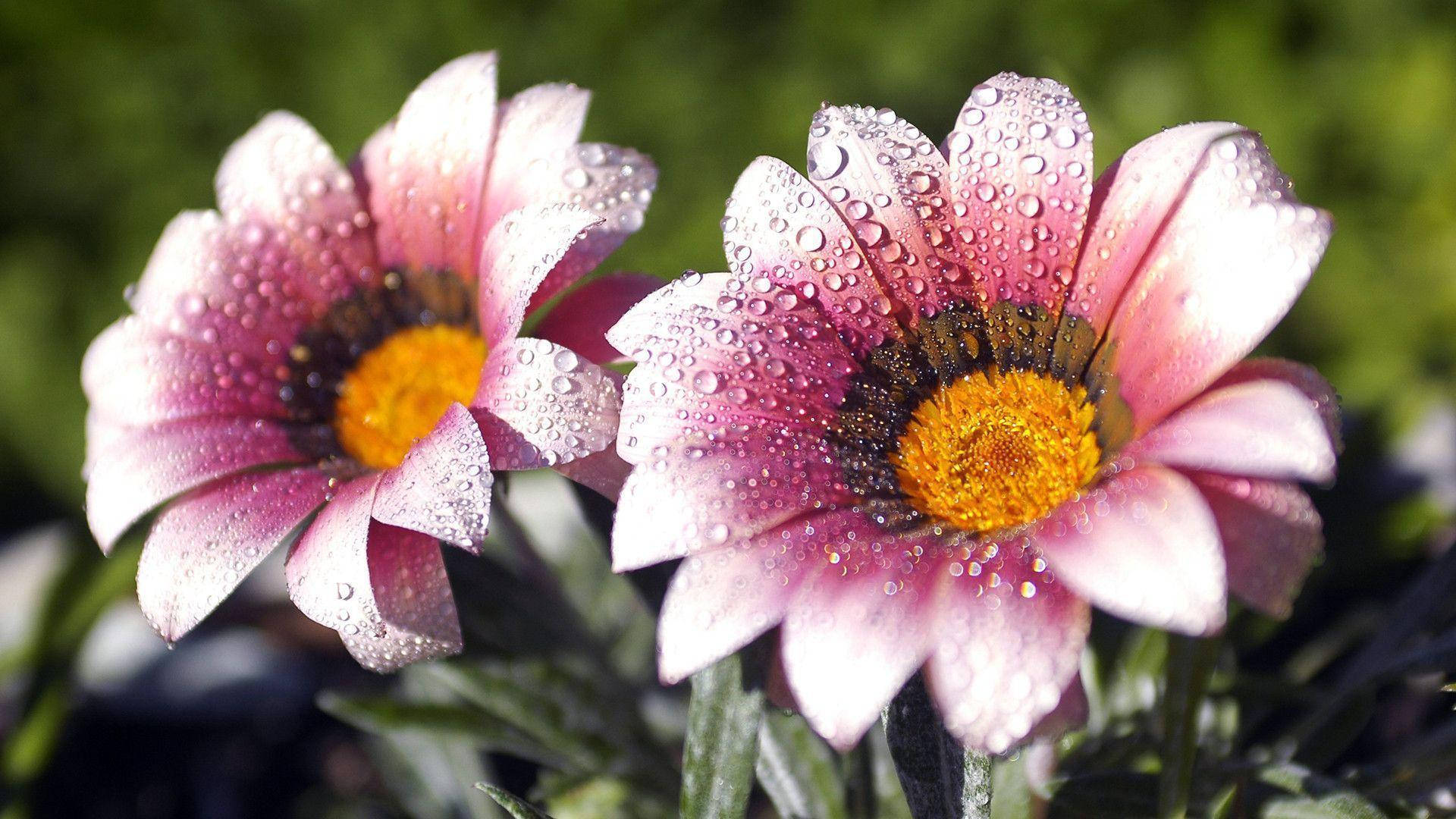 Flower Hd White And Pink Petals Background