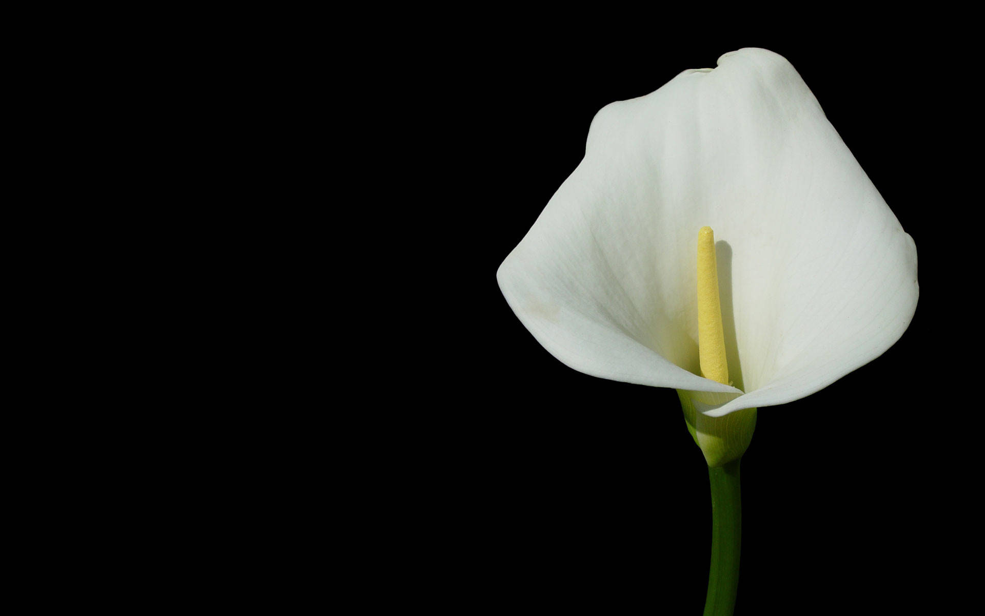 Flower Hd White Calla Lily Background