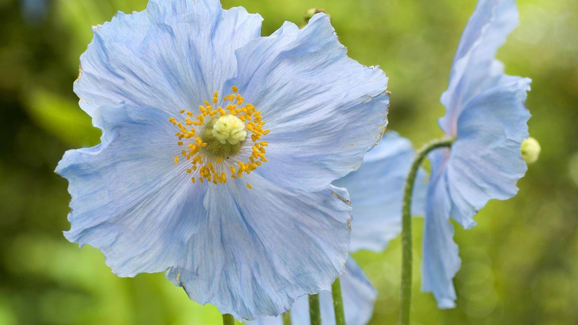 Flower Hd White Poppy Flowers