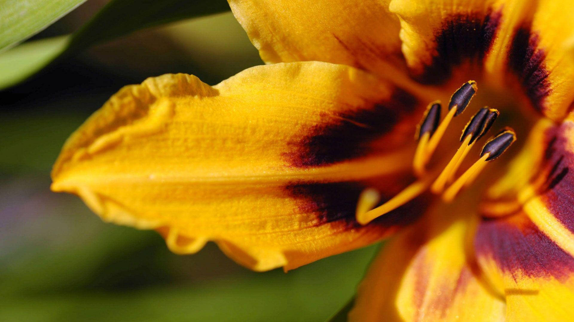 Flower Hd Yellow Bloom Background