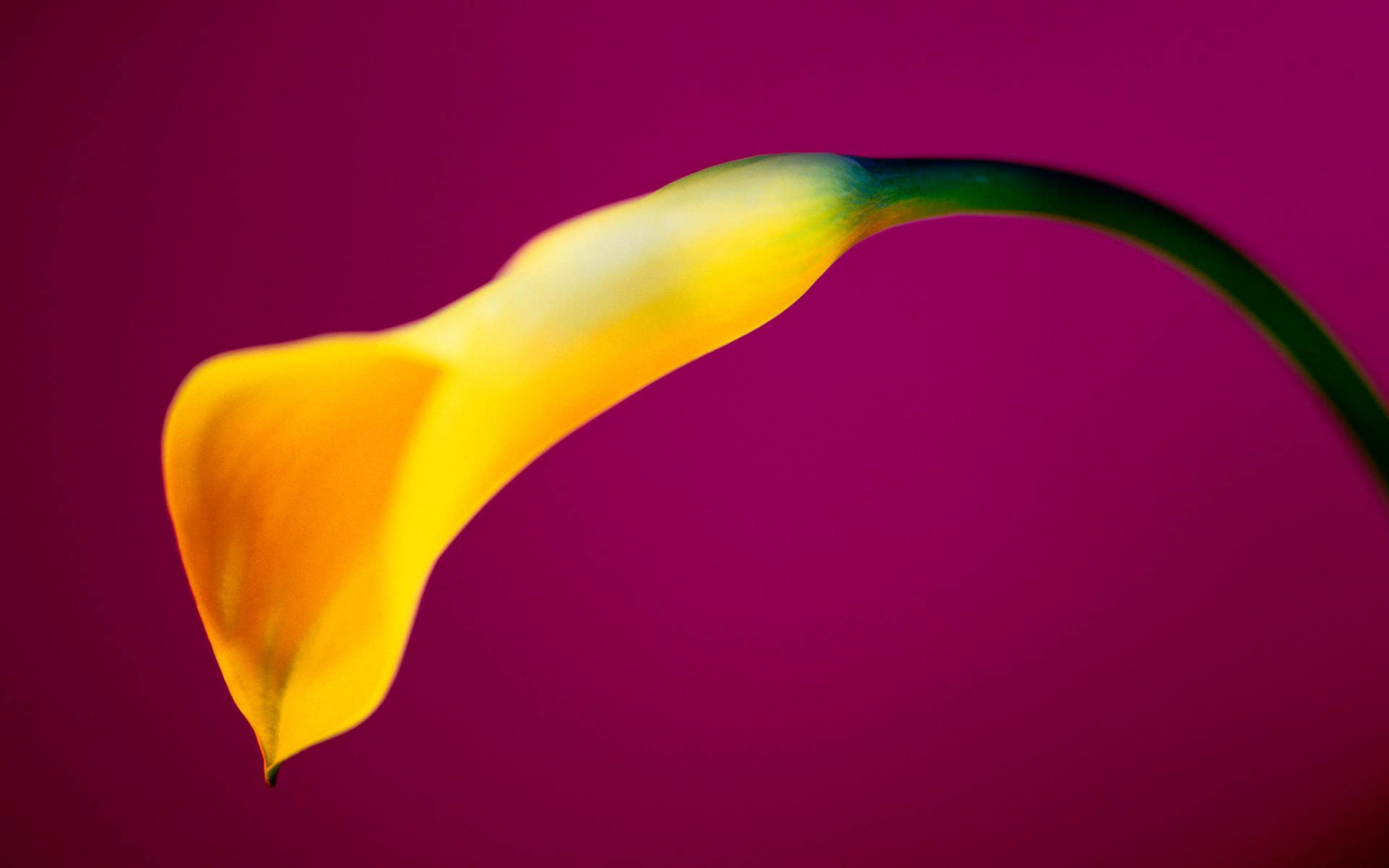 Flower Hd Yellow Calla Lily