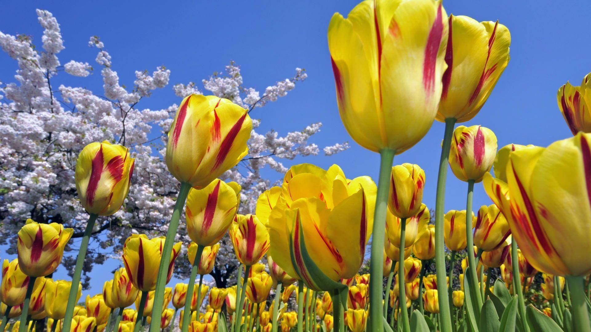 Flower Hd Yellow Tulips Background
