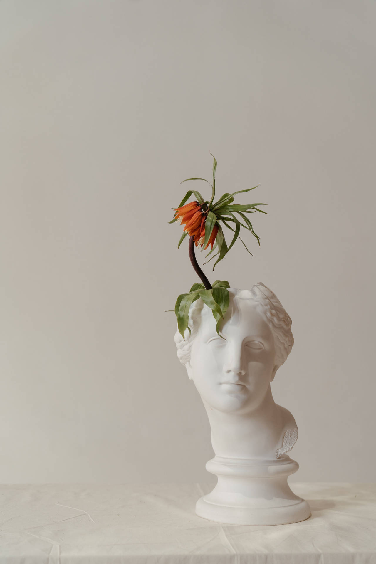 Flower Head Sculpture Background