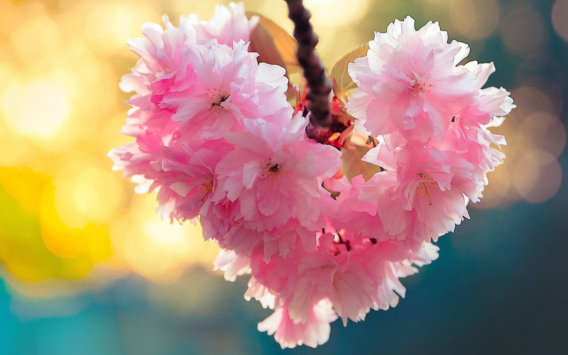 Flower Heart Cherry Blossoms Background