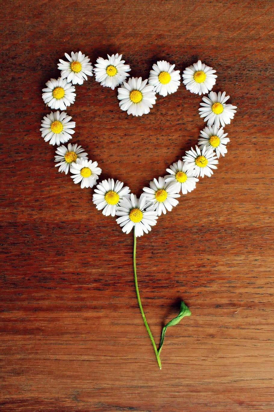 Flower Heart Of Daisies With Stem Background