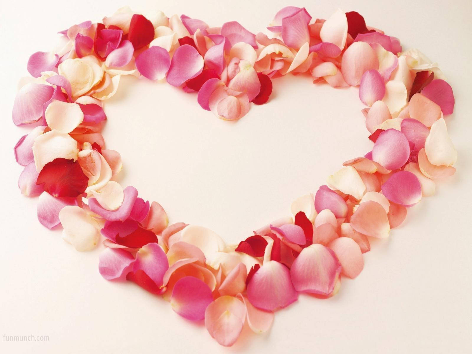 Flower Heart Of Pink Rose Petals Background