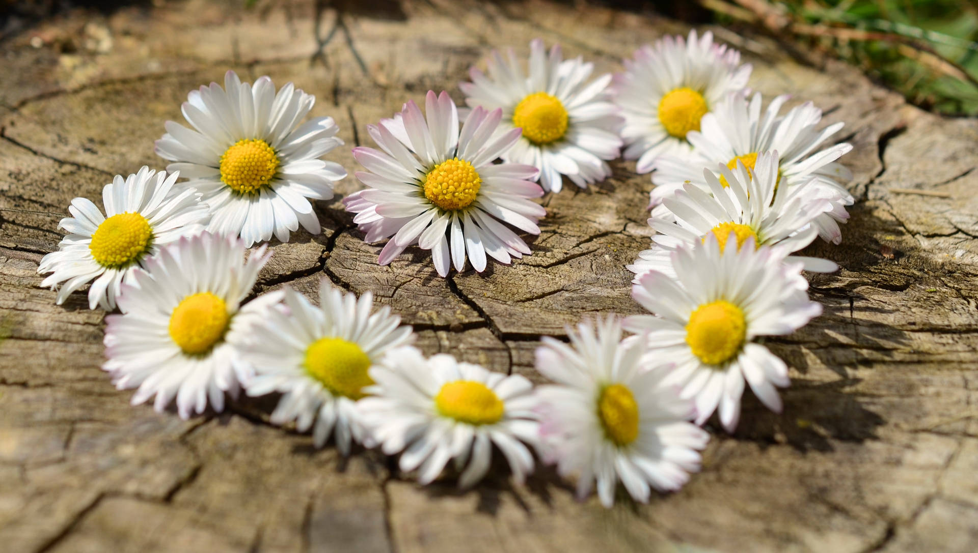 Flower Heart Of White Daisies Background