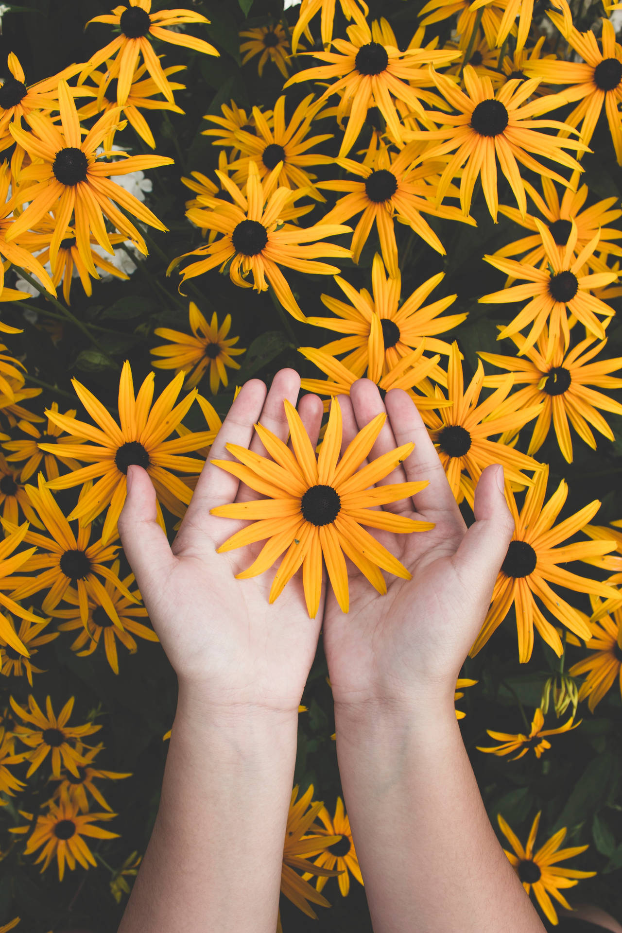 Flower In Hand Yellow Hd Iphone