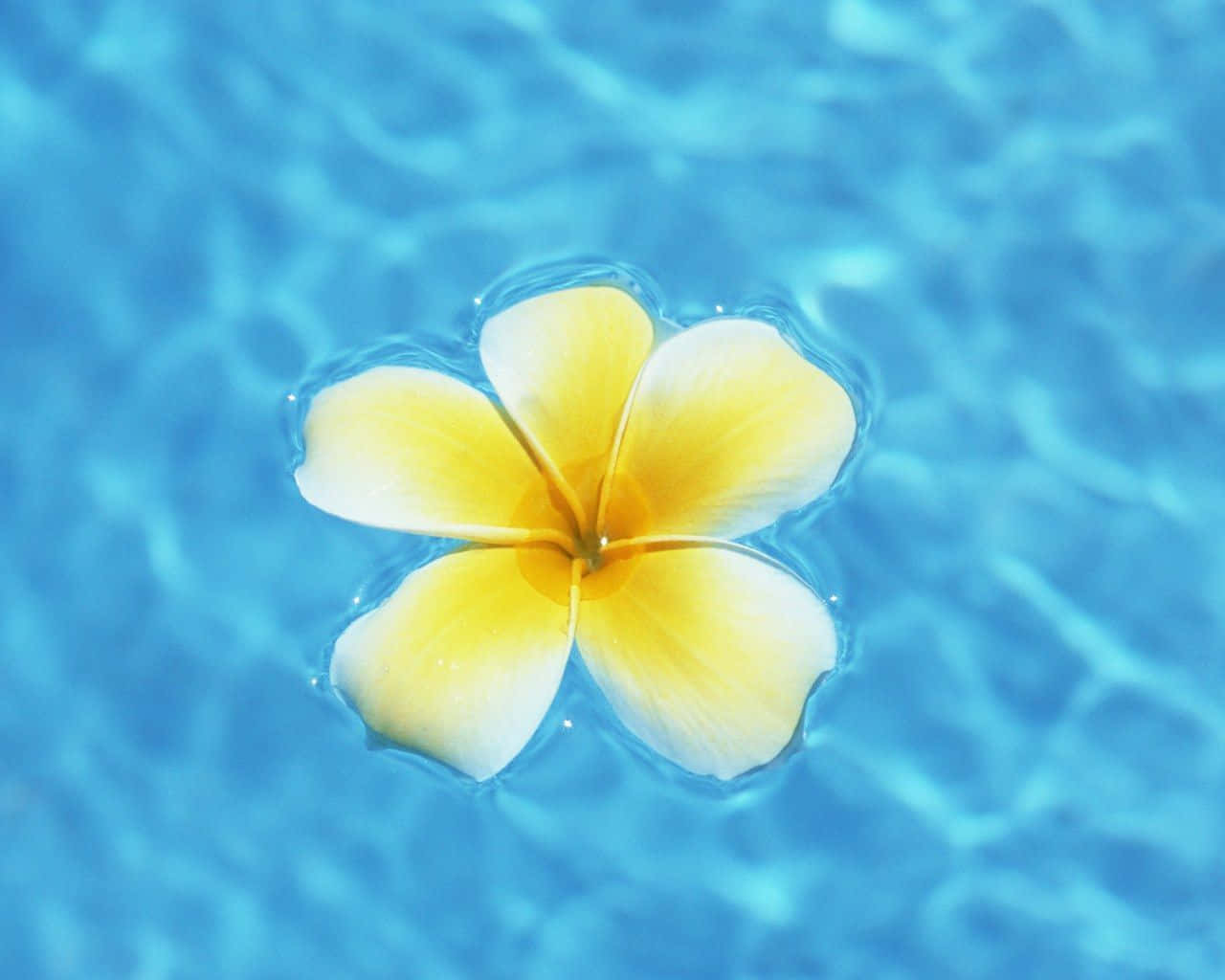 Flower In Pool Hawaii Aesthetic. Background