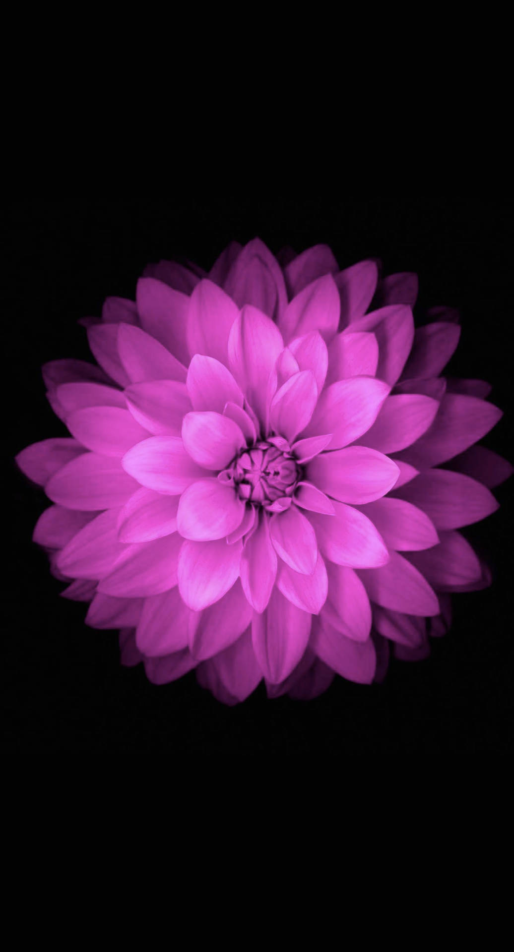 Flower In Purple Iphone