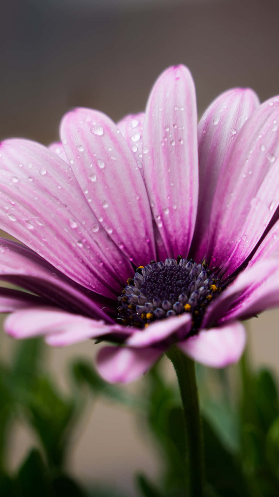 Flower Nature Light Purple Petals Background