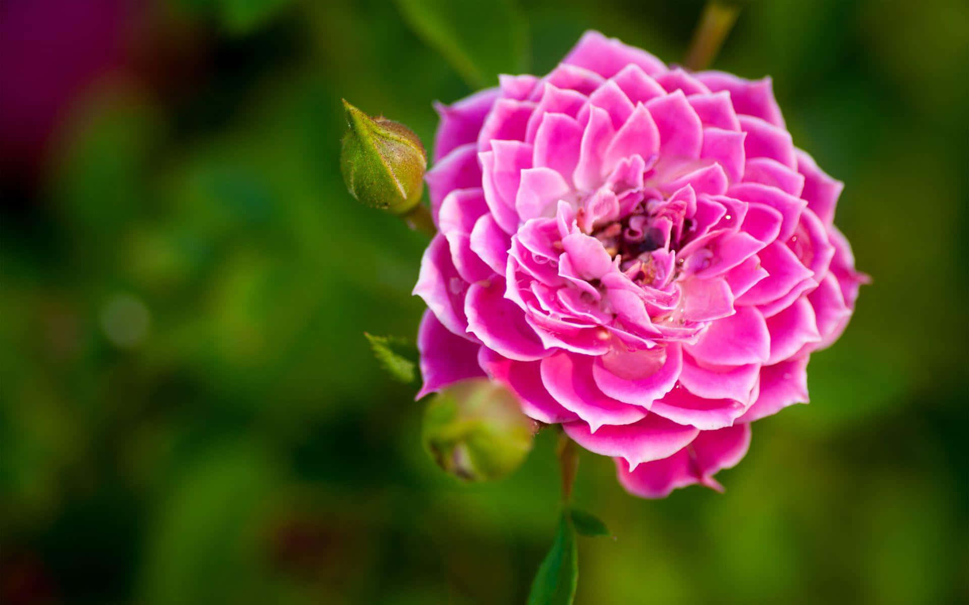 Flower Nature Pink Garden Rose Background