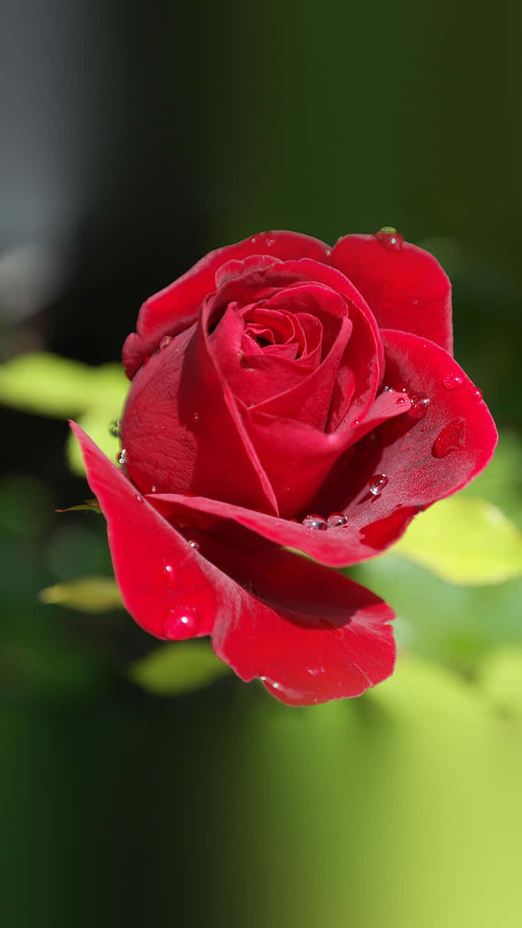 Flower Nature Red Rose Petals Background