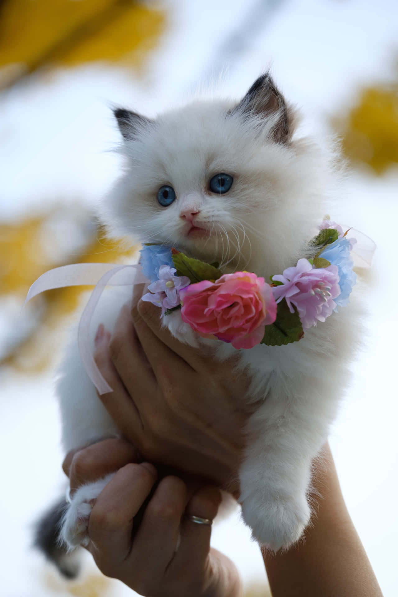 Flower Necklace Cute Cat Pfp