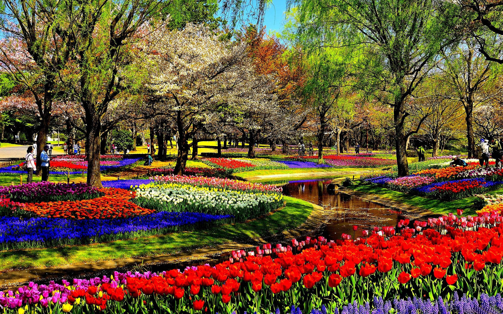 Flower Park Field Background