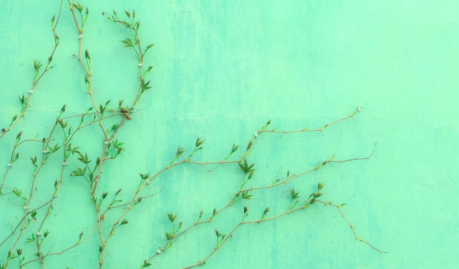 Flower Plant Gayophytum Pastel Green Aesthetic Desktop Background