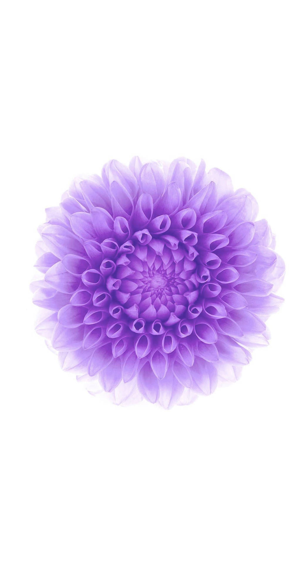 Flower Purple Iphone Background