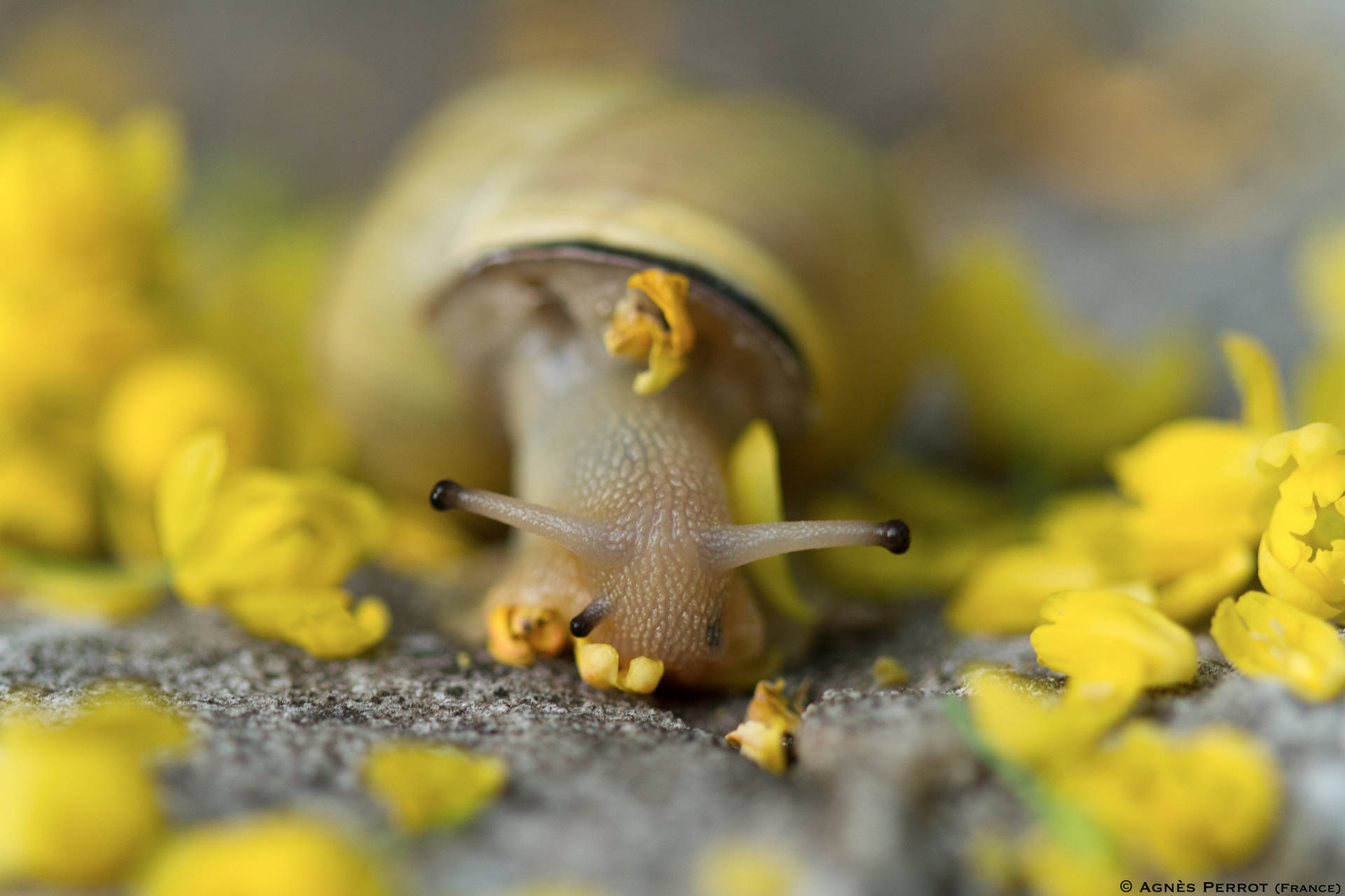 Flower Snail Background