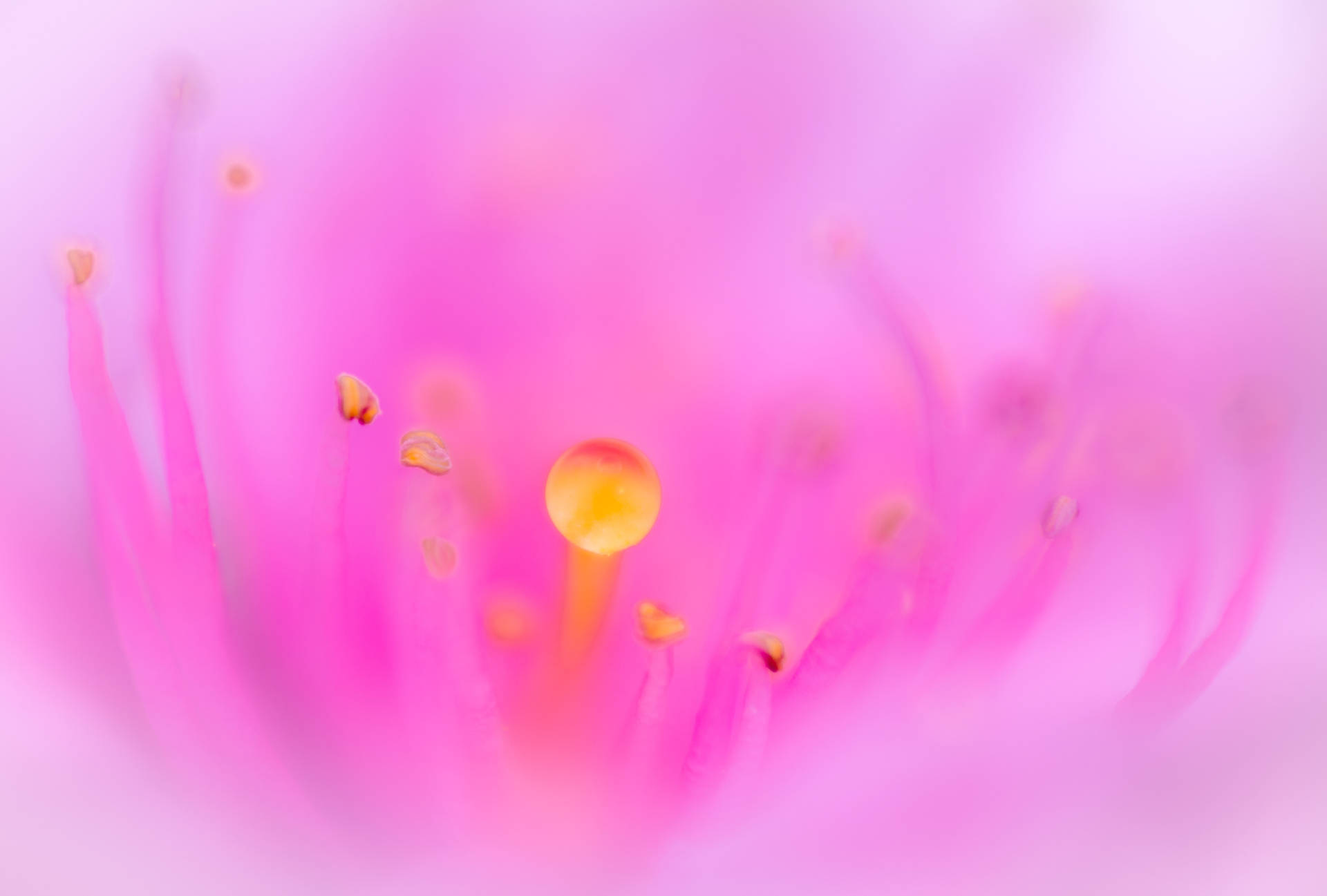 Flower Stigma And Anthers Screensavers Background