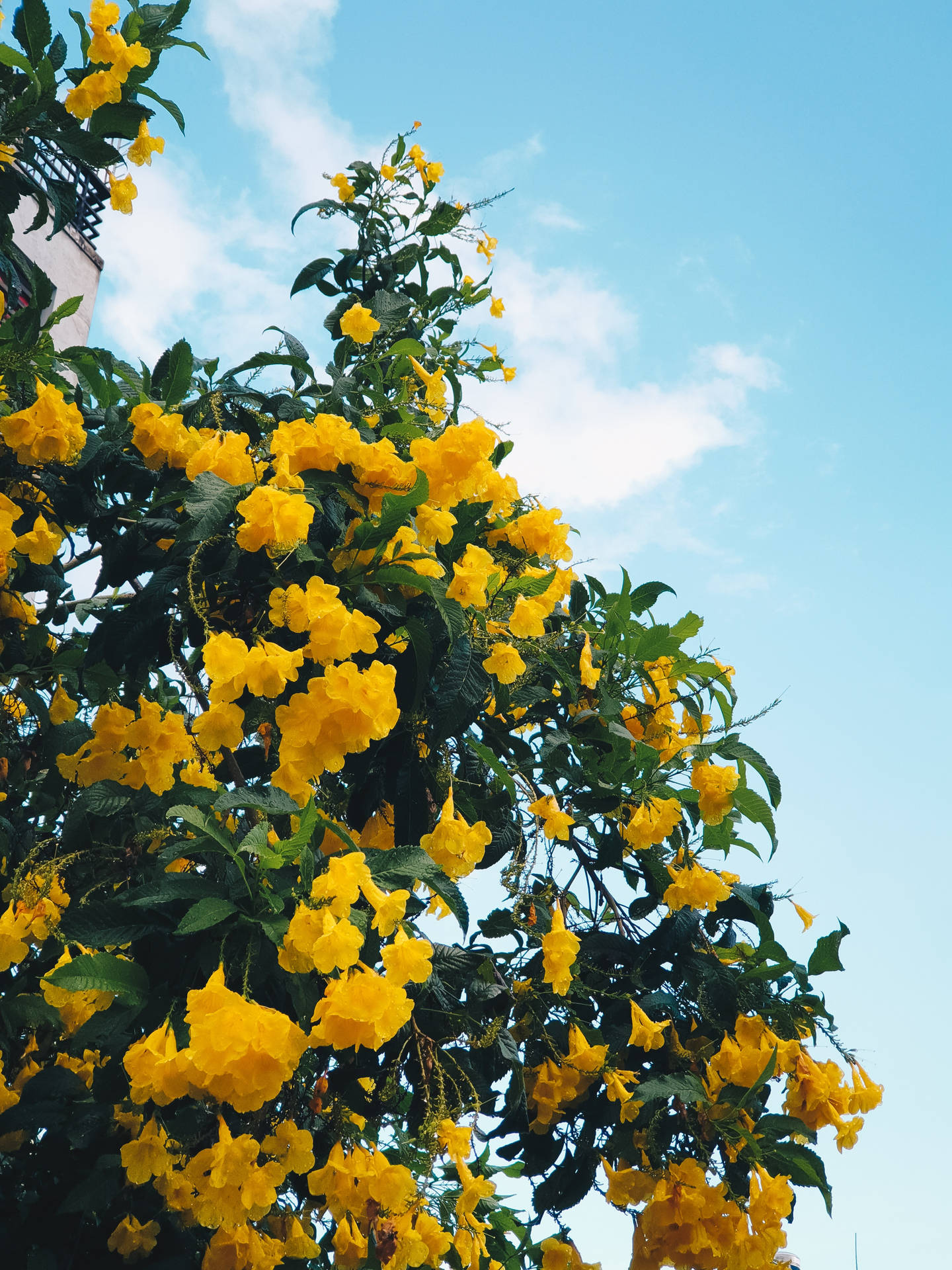 Flower Tree Yellow Hd Iphone Background