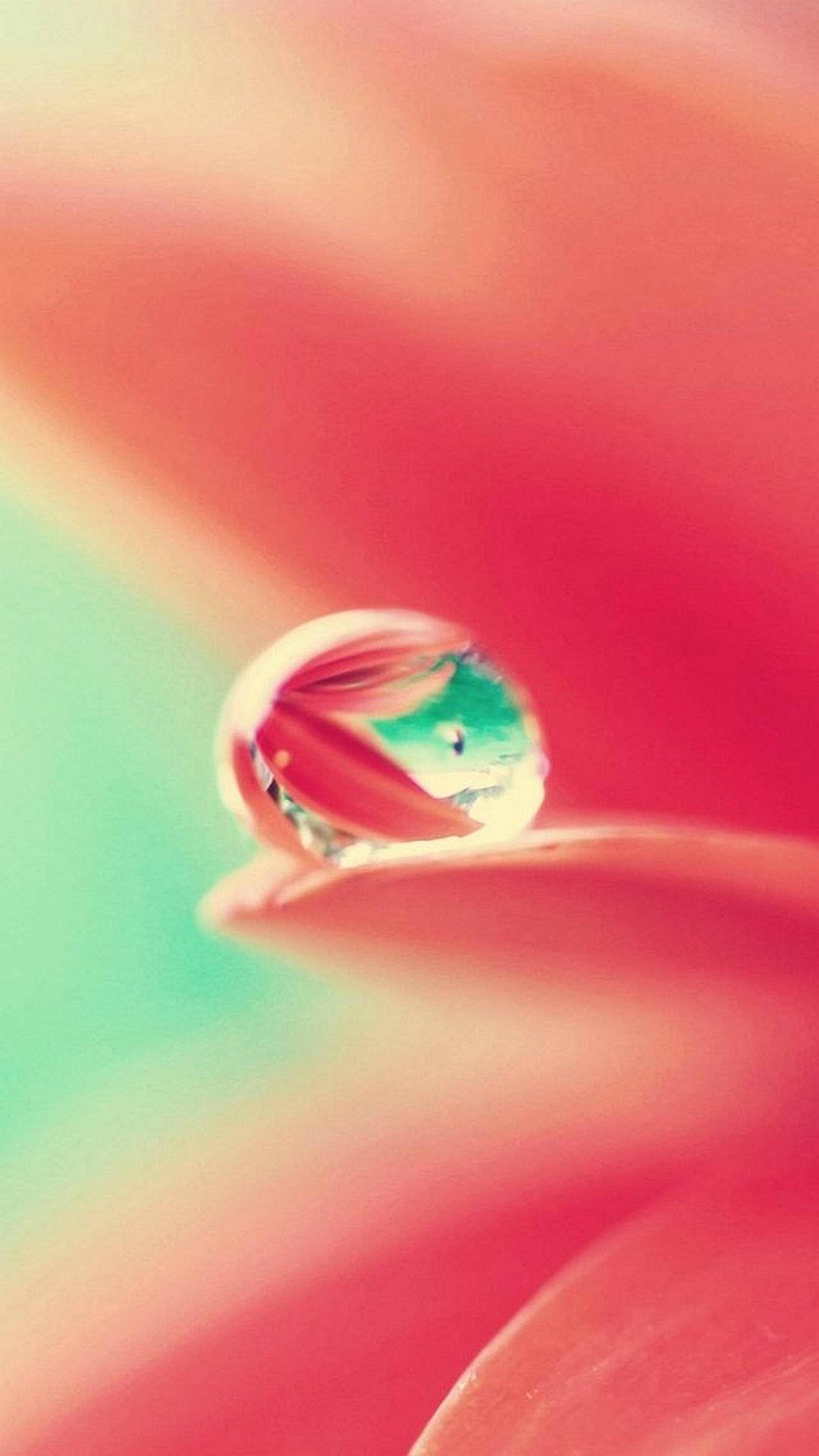 Flower Water Droplet Top Iphone Hd Background