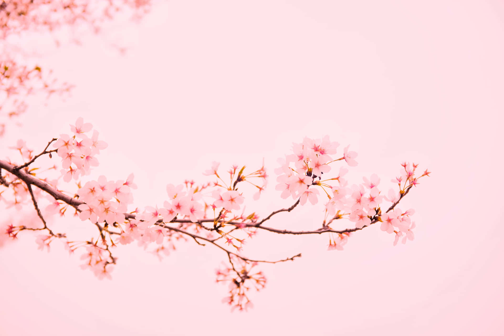 Flowering Of Beauty - A Spectacular View Of Pink Cherry Blossoms Background