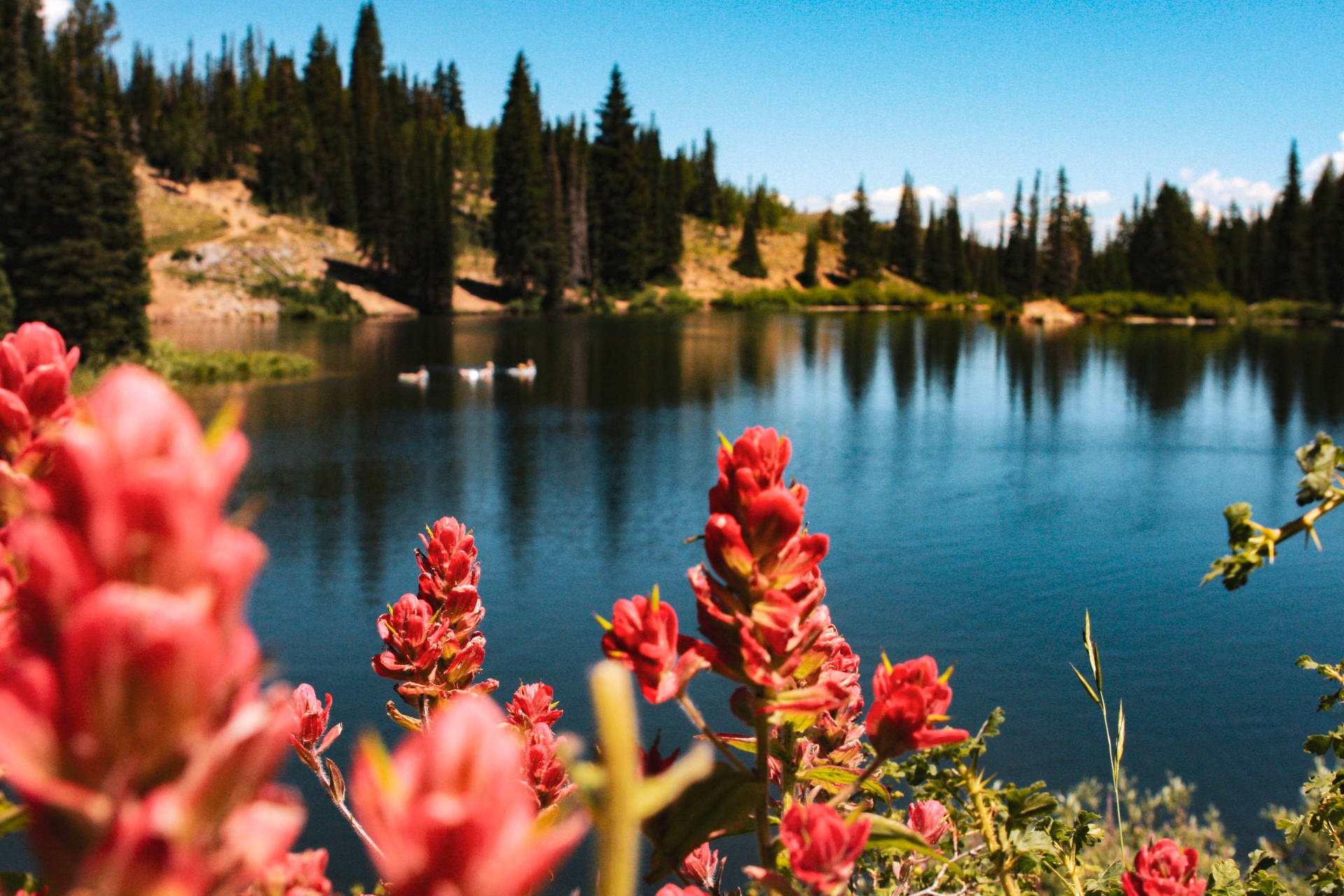 Flowers 4k And Lake Background