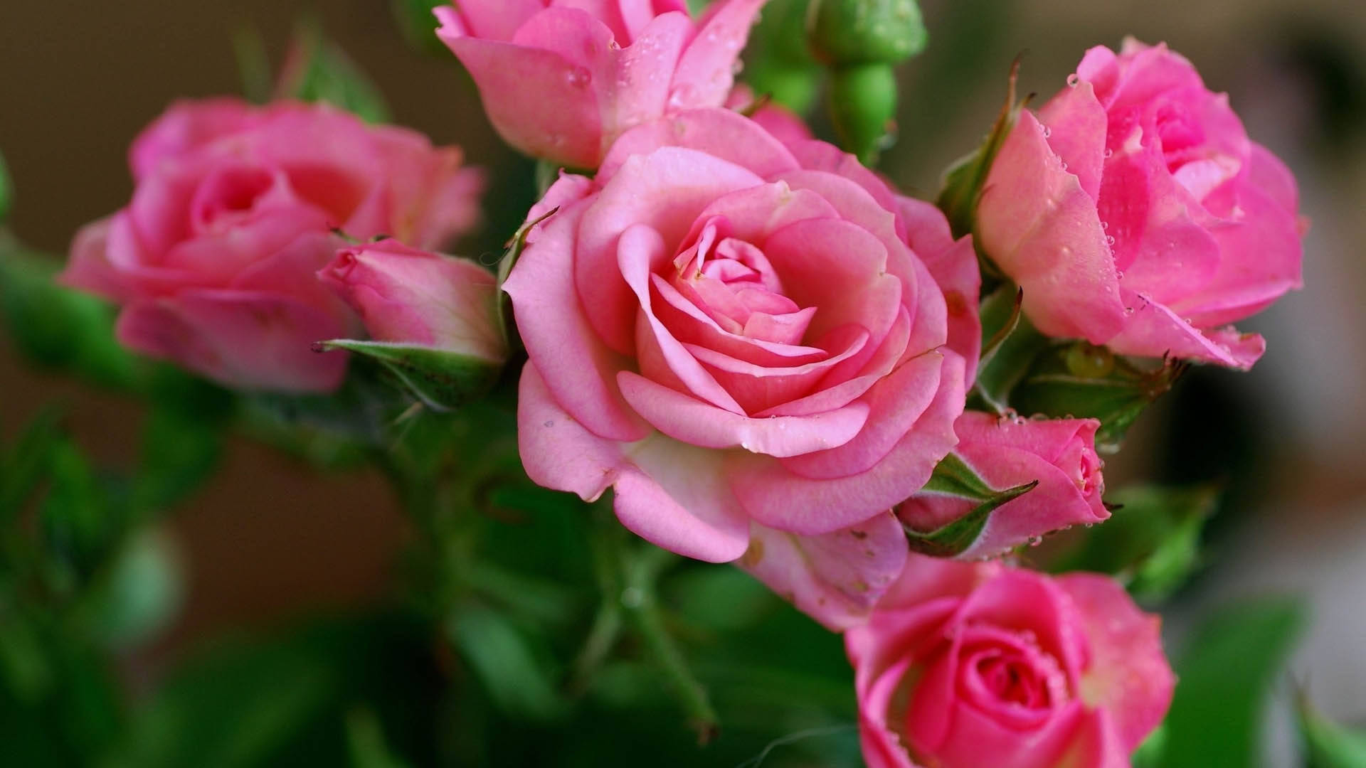 Flowers 4k Pink Roses Background
