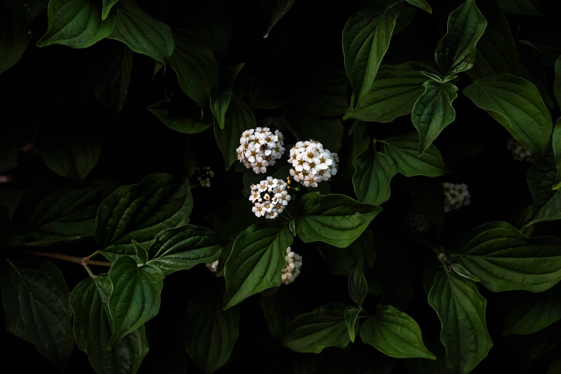 Flowers 4k Small White Flowers Background