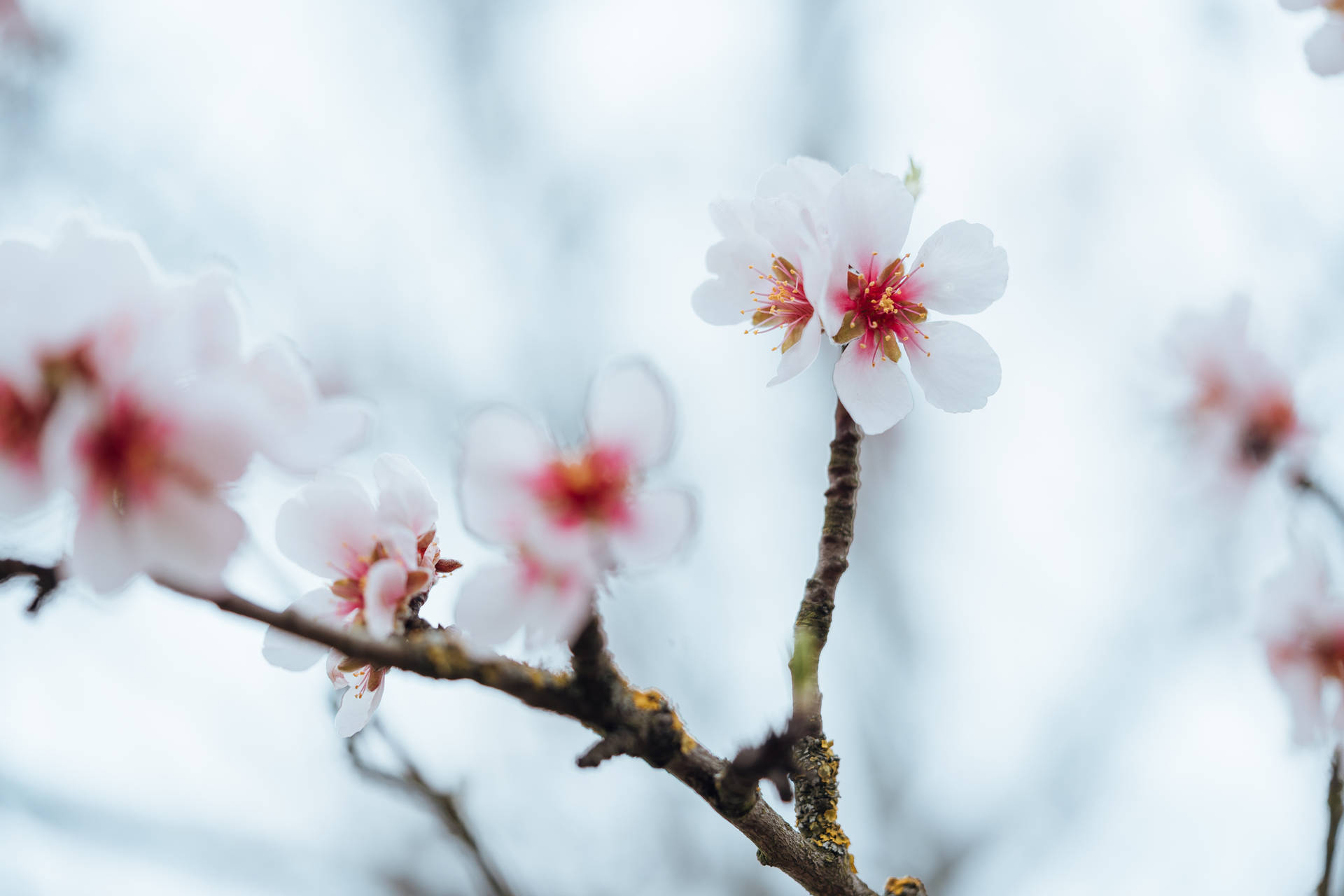 Flowers 4k White Almond Blossoms Background