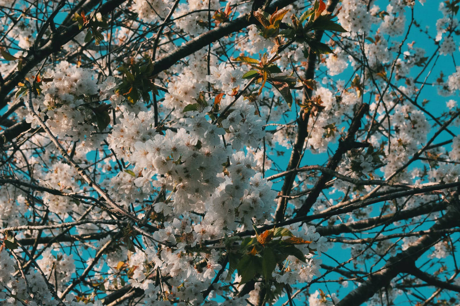 Flowers 4k White Cherry Blossoms Background