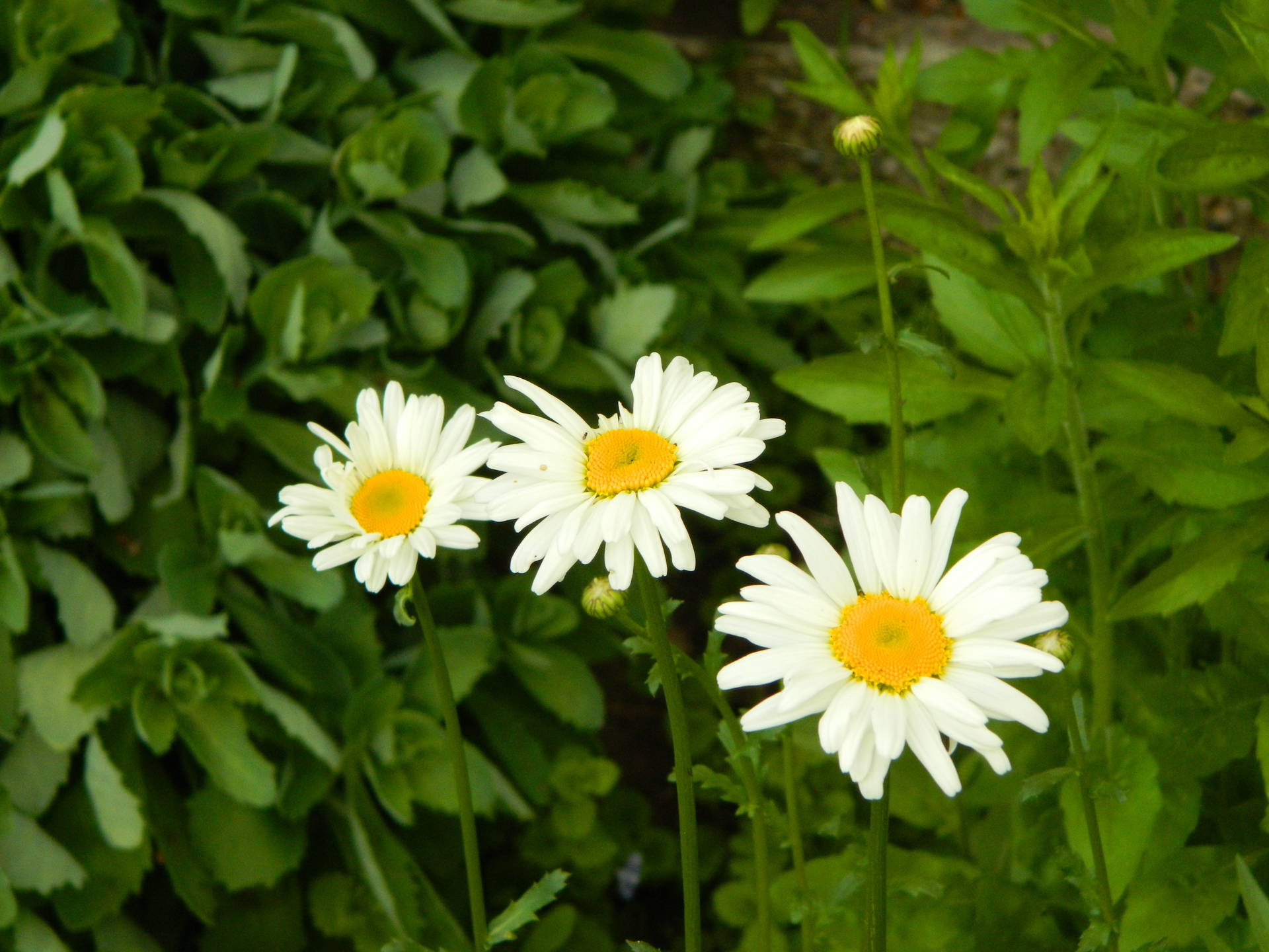 Flowers 4k White Daisies Background