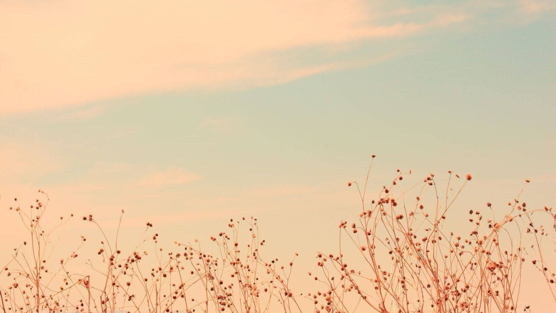 Flowers Aesthetic At Sunrise Background