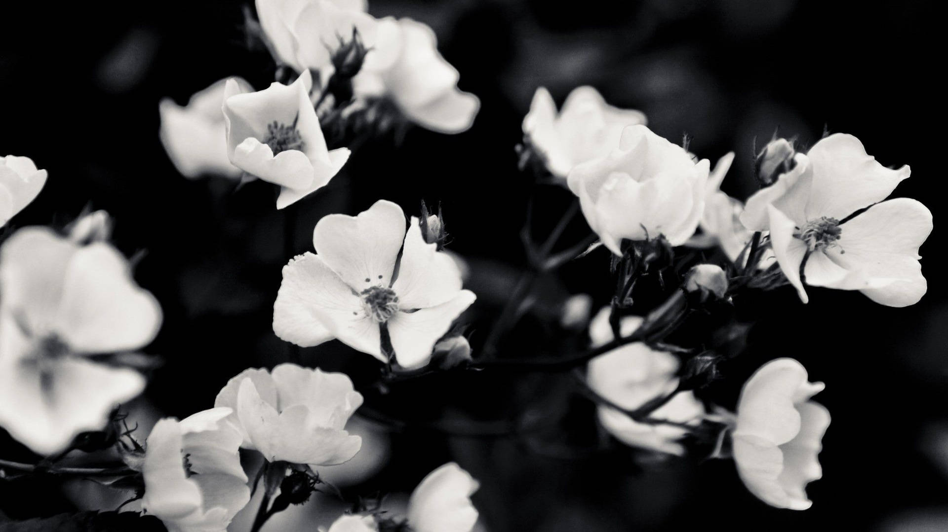 Flowers Aesthetic Black And White Laptop Background Background