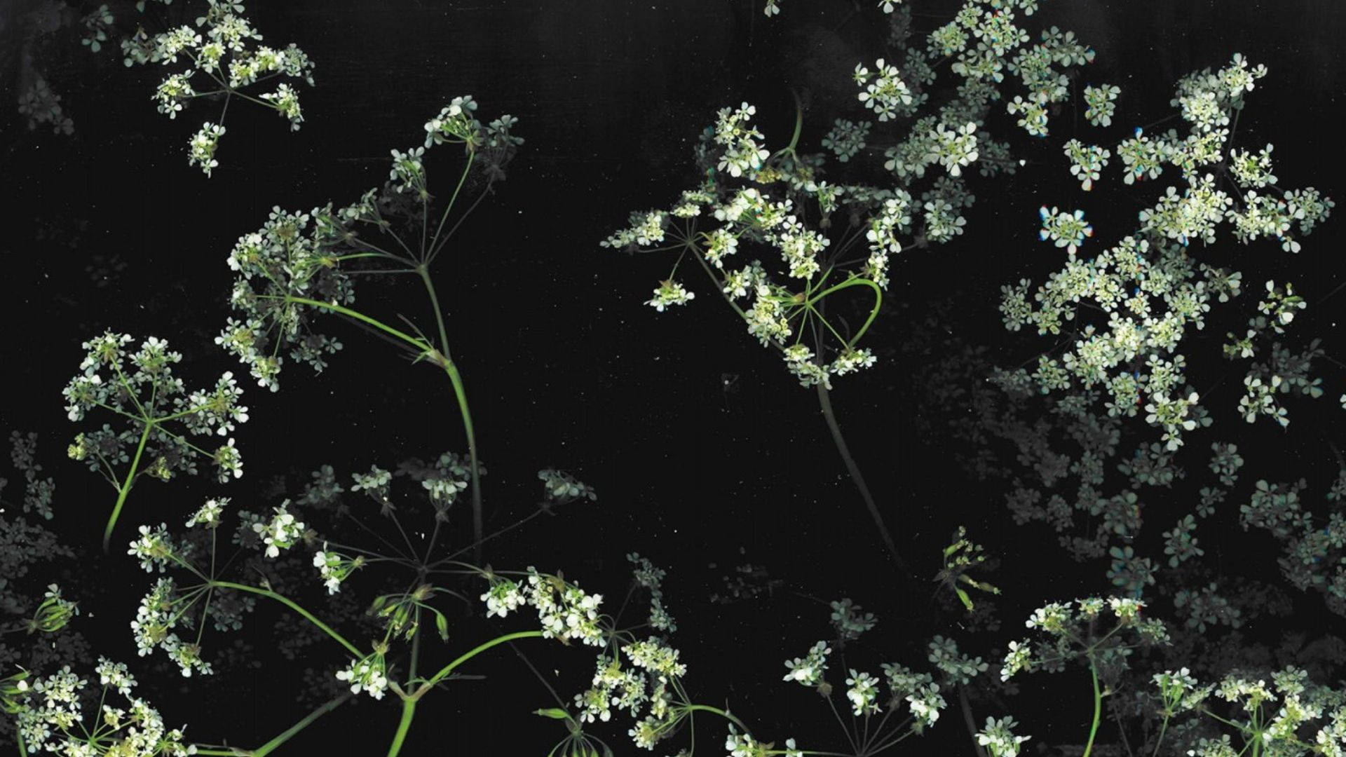 Flowers Aesthetic In Starry Sky Background