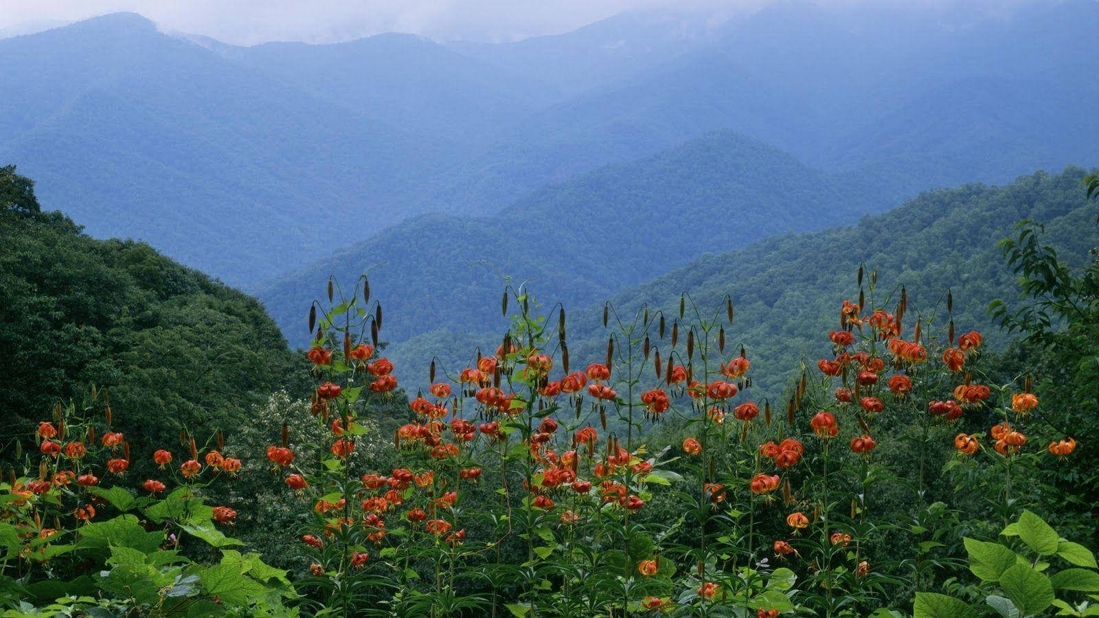 Flowers Against The Great Smoky Mountains Background