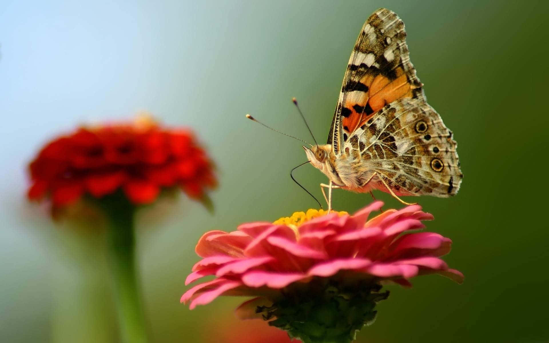 Flowers And Butterflies 1920 X 1200 Background