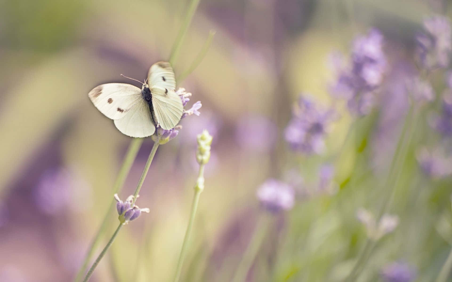 Flowers And Butterflies Dslr Focus Background