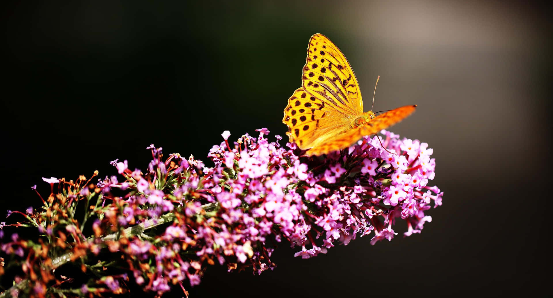 Flowers And Butterflies Hd Landscape Background