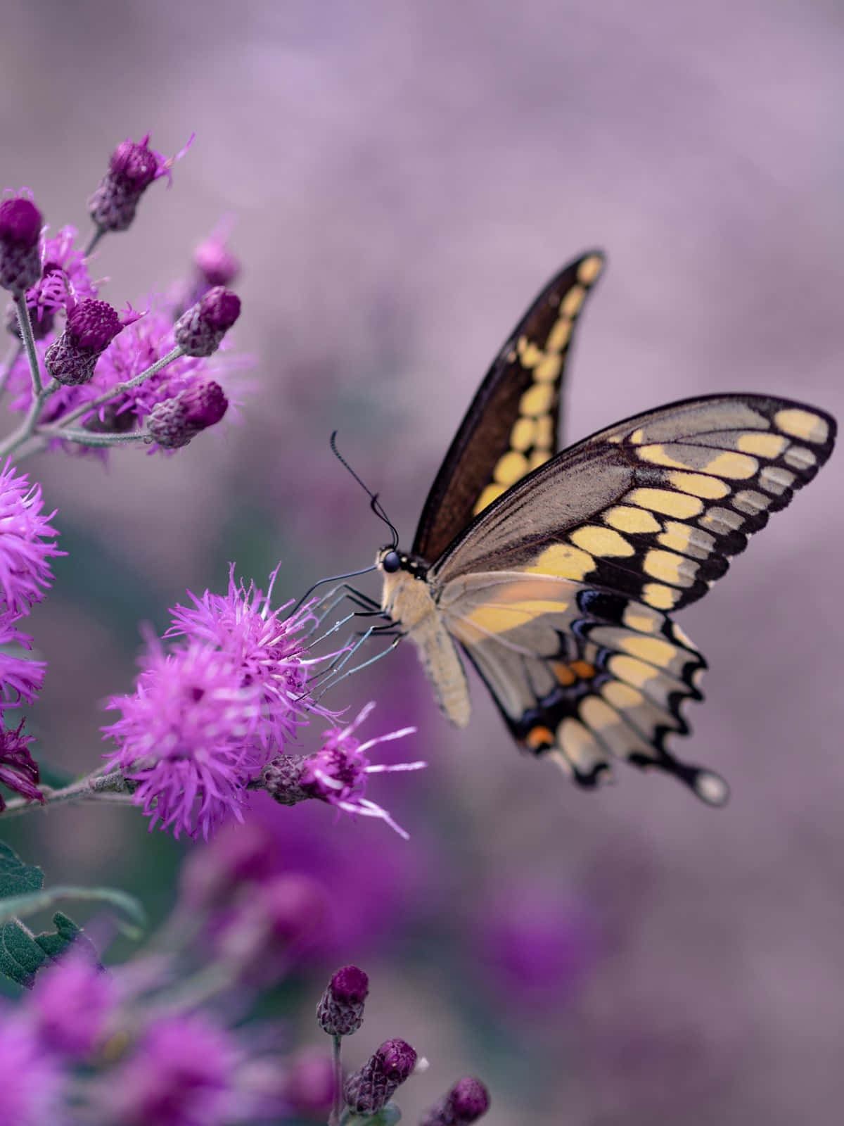 Flowers And Butterflies Lavender Haze Background