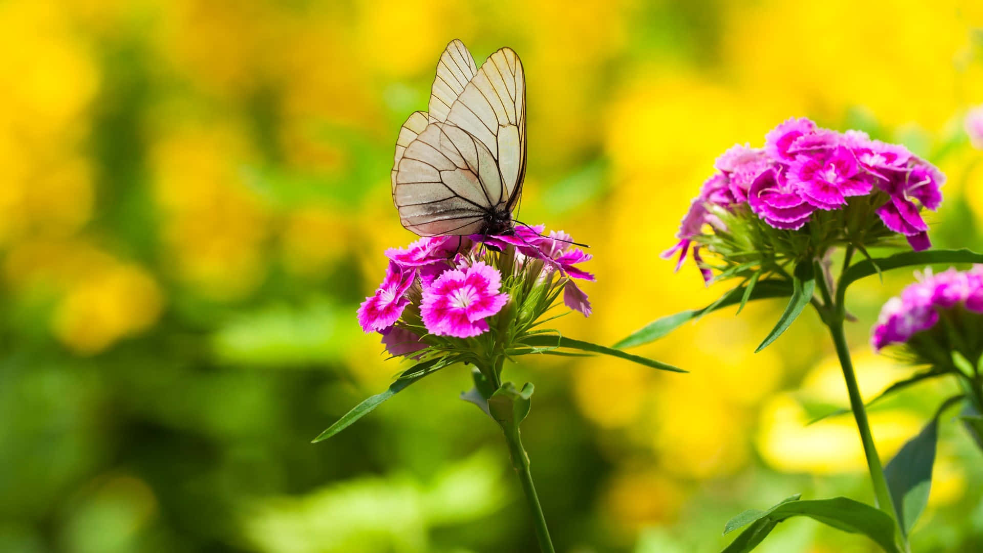 Flowers And Butterflies Mustard Field Background