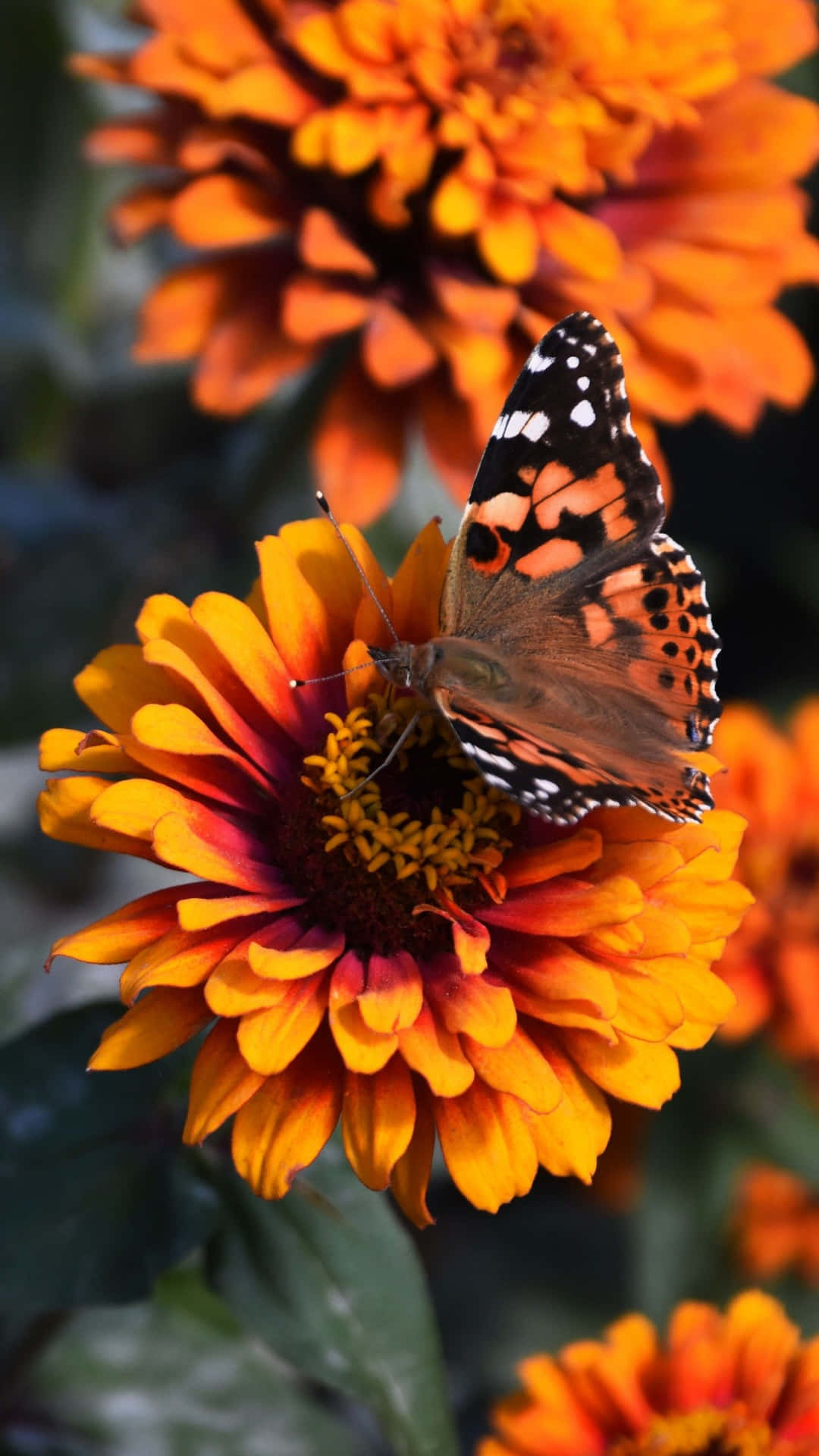 Flowers And Butterflies Nectar Love Background