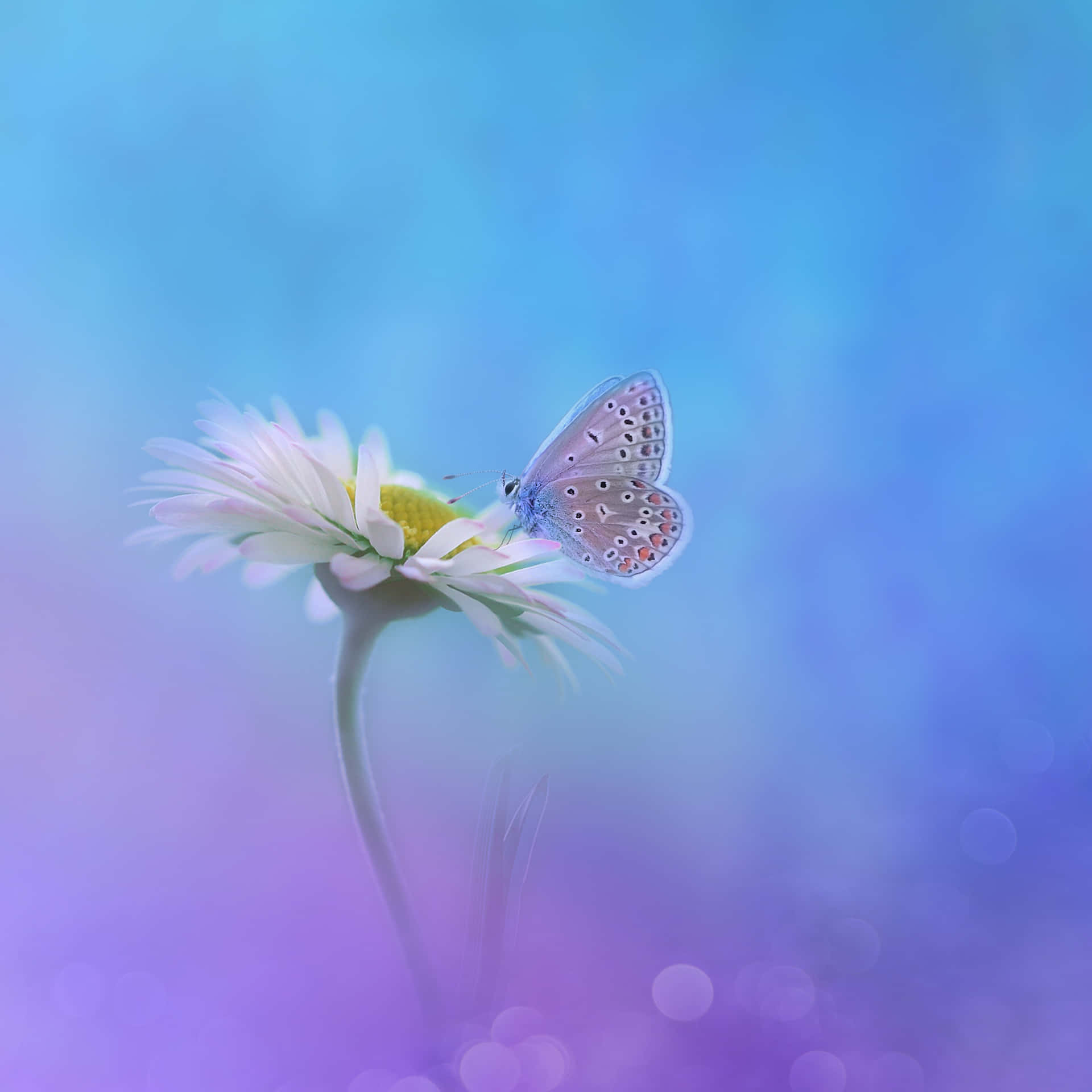 Flowers And Butterflies Pencil Color Artwork Background