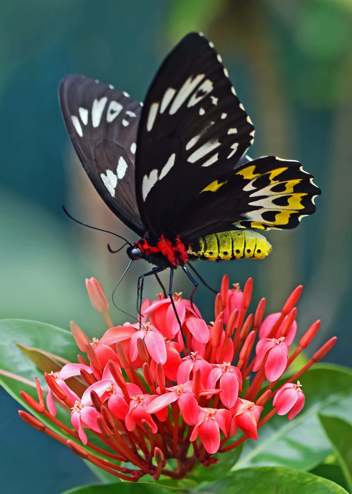 Flowers And Butterflies Red Blossom Background