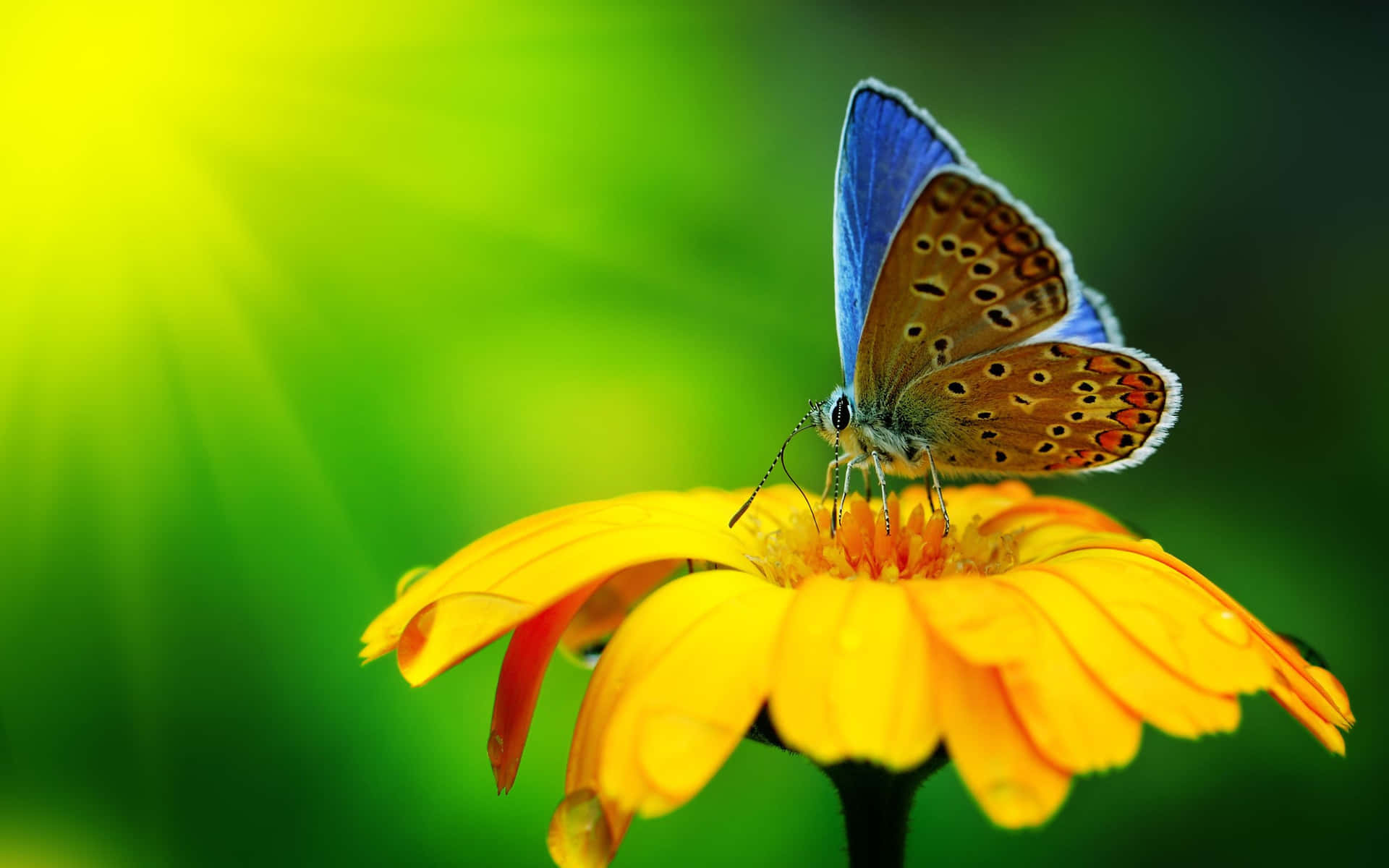 Flowers And Butterflies Summer Season Background