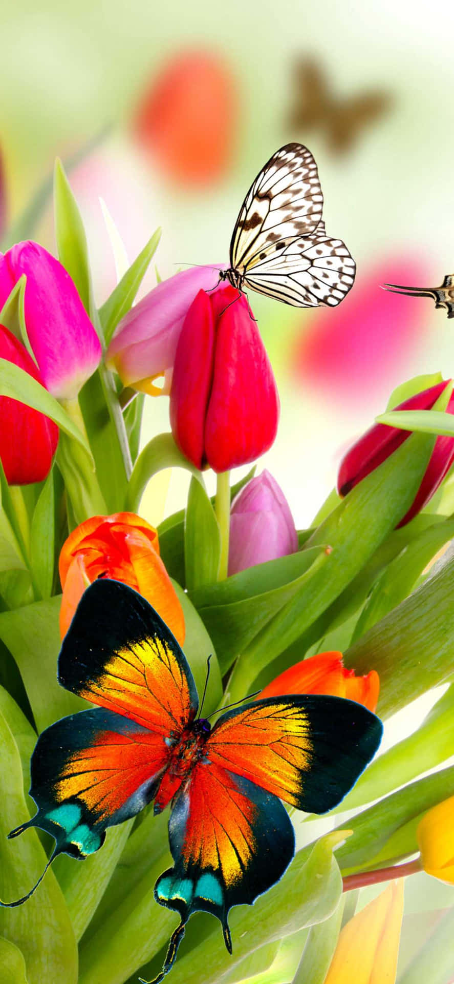 Flowers And Butterflies Tulips Nz Background