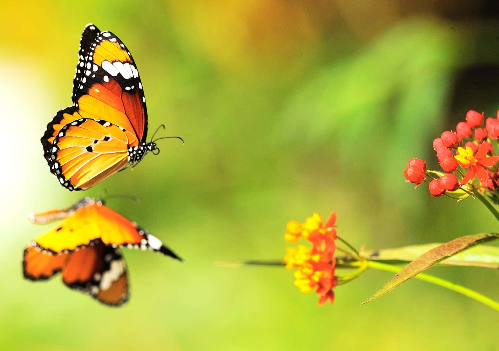 Flowers And Butterflies Water Reflection Background