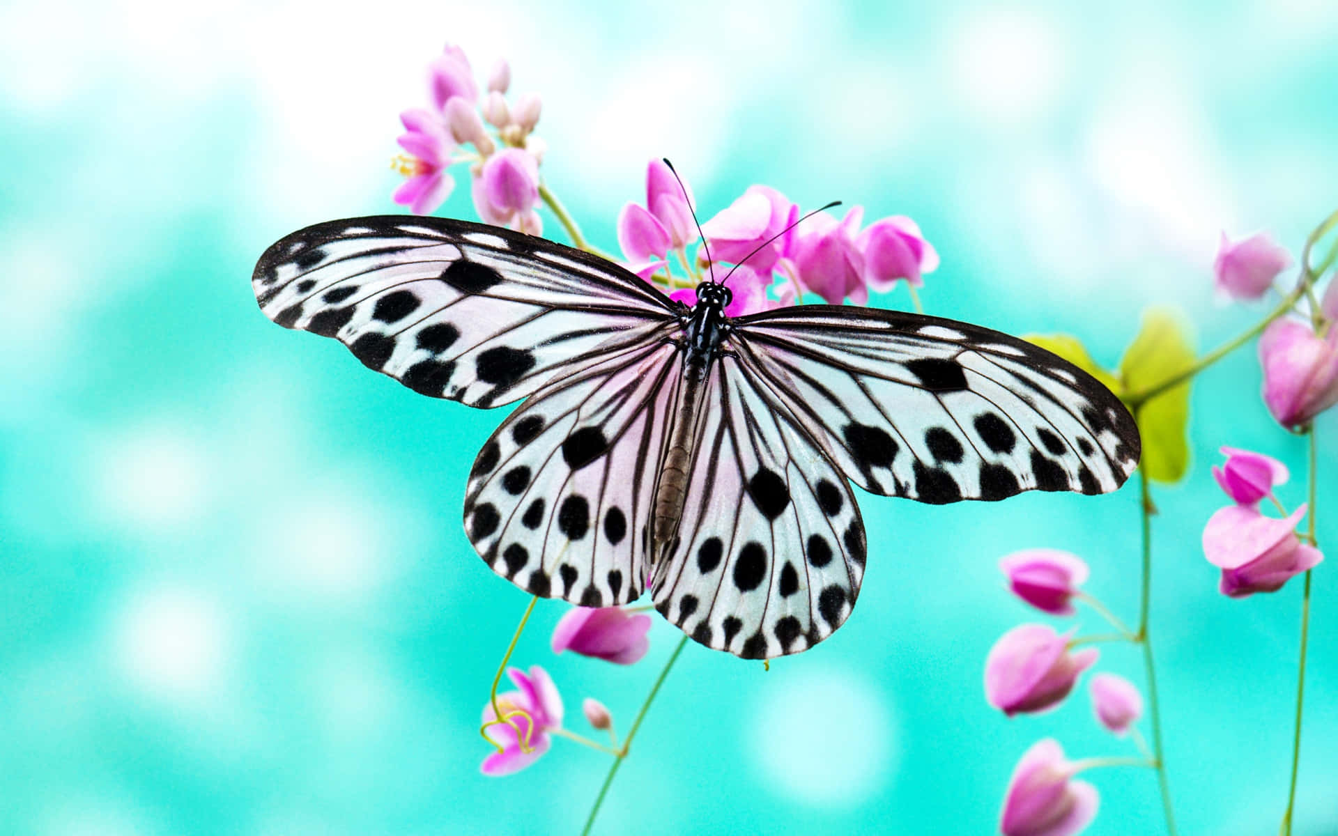 Flowers And Butterflies Wings Spread Background